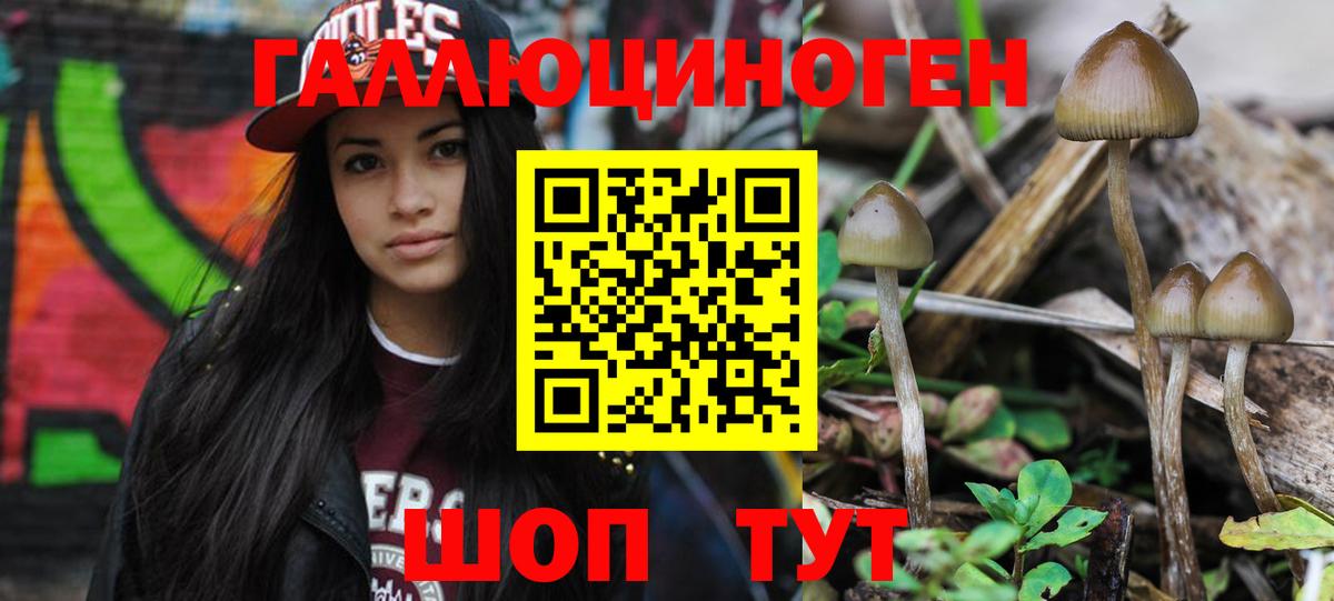 Лянтор  Псилоцибиновые грибы Psilocybine cubensis  Вход с VPN 